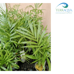 Chamaedorea Elegans | Online Sale | TERRAQUA