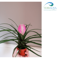 Tillandsia mix 1.png