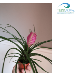 Tillandsia mix 2.png
