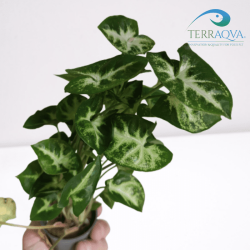 Syngonium pixie