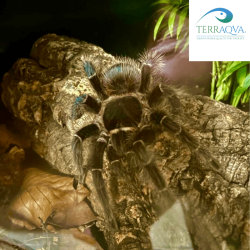 Lasiodora parahybana size L for sale.png