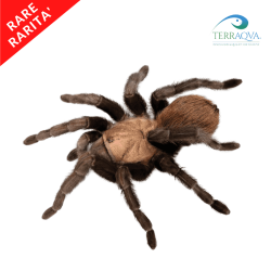 Aphonopelma Anax - RARITY - Size S | Online Sale | TERRAQUA