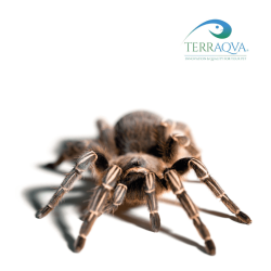 Aphonopelma seemanni.png