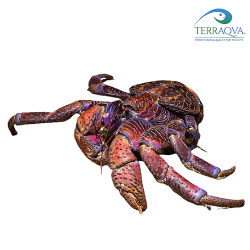 Birgus latro 'Blue Sulawesi' - RARITY | Online Sale | TERRAQUA