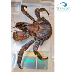 Birgus latro 'Blue Sulawesi' - RARITY | Online Sale | TERRAQUA