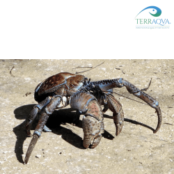 Birgus latro 'Blue Sulawesi' - RARITY | Online Sale | TERRAQUA