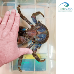 Birgus latro 'Blue Sulawesi' - RARITY | Online Sale | TERRAQUA