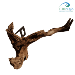 Radice di Mangrovia 20 - 30 cm | Vendita Online | TERRAQUA