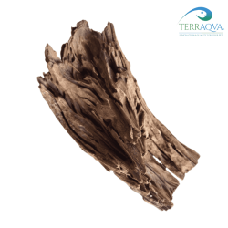 Radice di Mangrovia 20 - 30 cm | Vendita Online | TERRAQUA
