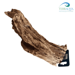 Radice di Mangrovia 20 - 30 cm | Vendita Online | TERRAQUA