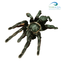 Cyriopagopus minax (ex Haplopelma minax).png