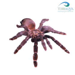Psalmopoeus reduncus, Costa Rican Orange Mouth.png