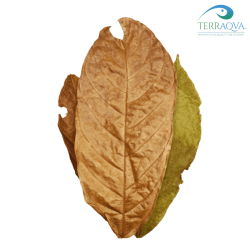 Cocoa leaf litter for aquarium and terrarium.png