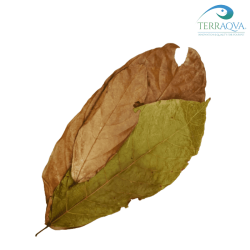 Cacao Leaves - 5 pcs | Online Sale | TERRAQUA