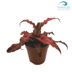 Cryptanthus Mini Red Star.png