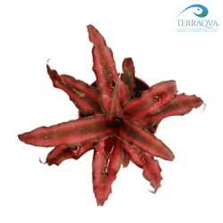 Buy Cryptanthus Mini Red Star | TERRAQUA