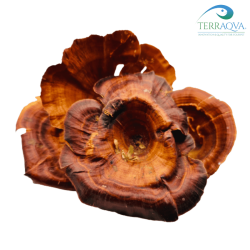 Funghi Pleurotus Golden.png