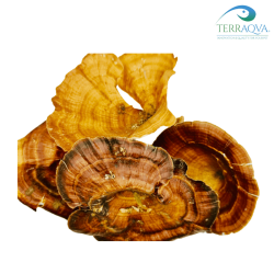 Varie misure pleurotus golden.png