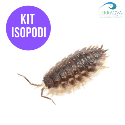 Kit ISOPODS, kit allevamento isopodi.png