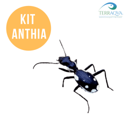ANTHIA Starter Kit Breeding.png