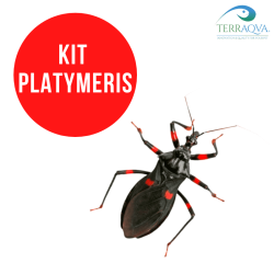 Platymeris starter kit breeding.png