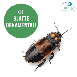 Roach starter kit complete.png