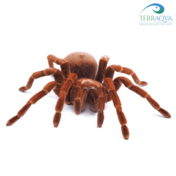 Theraphosa blondi, bird eater tarantula.png