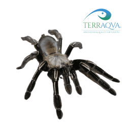 Ephebopus murinus for sale.png