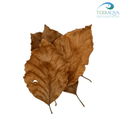 Beech leaves for aquarium and terrarium.png