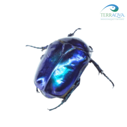 Cetonischema speciosa cyanochlora.png