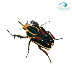 Mecynorrhina torquata ugandensis.png