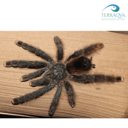 Avicularia avicularia, su foglia.png
