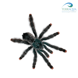 Avicularia avicularia, Guyana pinktoe tarantula.png