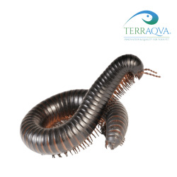 Archispirostreptus Gigas | Online Sale | TERRAQUA