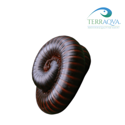Archispirostreptus Gigas | Online Sale | TERRAQUA