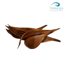 Coconout leaf for terrarium.png