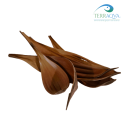 Coconout leaf, various size.png