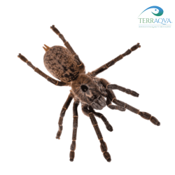 Ceratogyrus darlingi, forma adulta.png