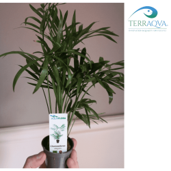 Chamaedorea Elegans | Online Sale | TERRAQUA