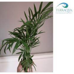 Chamaedorea Elegans | Online Sale | TERRAQUA
