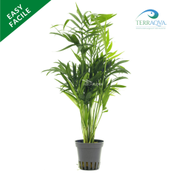 Chamaedorea elegans.png