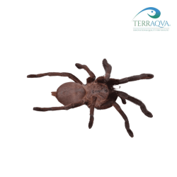 Chilobrachys Kaeng Krachan for sale.png