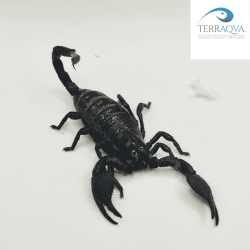 Pandinus imperator | vendita online | TERRAQUA