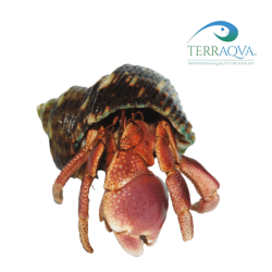 Coenobita brevimanus lila for sale.png