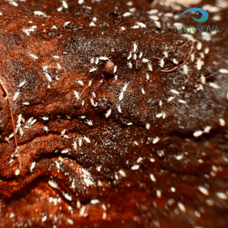 Collemboli tropicali, in vendita.png
