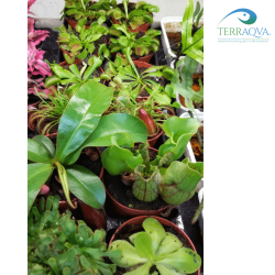 Carnivorous Plants Mix | Buy Now Online | TERRAQUA
