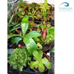 Carnivorous Plants Mix | Buy Now Online | TERRAQUA