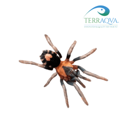 Cyriocosmus elegans, Trinidad Dwarf tarantula for sale.png