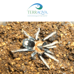Trinidad Dwarf tarantula on terrarium, for sale.png