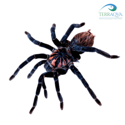 Xenesthis immanis, vendita online.png